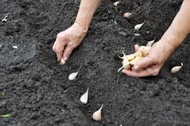 Garlic Planting